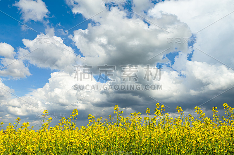 明亮的天空，白云和鲜花的田野