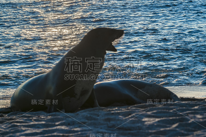 厄瓜多尔加拉帕戈斯群岛海滩上的两只海狼