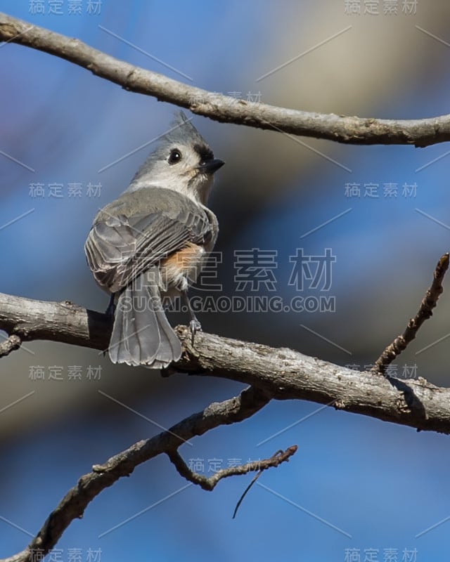 树枝上的山雀