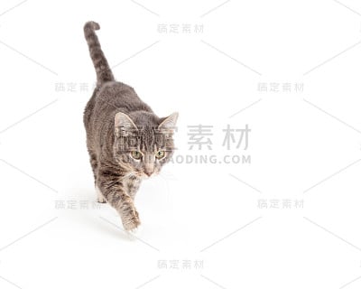 灰猫在白色上方向前走