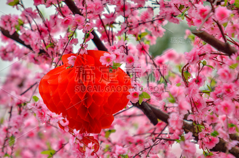 近距离观看塑料粉红色樱花与中国红灯笼和柔软的背景