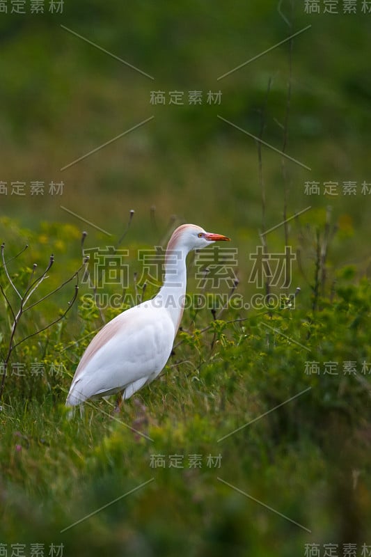 草地上的牛白鹭