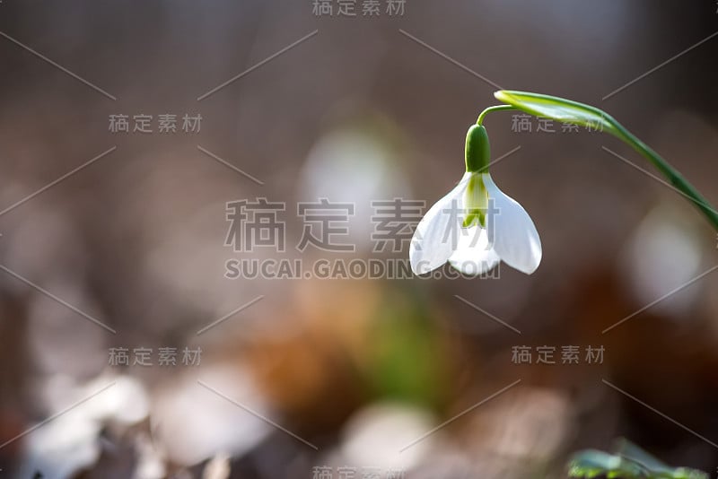 雪莲花盛开在阳光明媚的春天的特写-选择性的焦点，复制空间