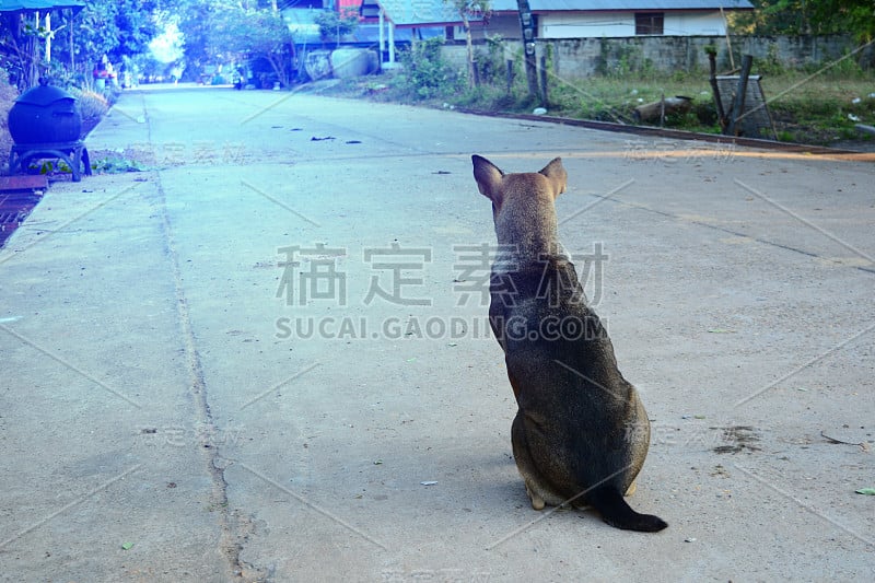 一只乡村狗坐着，等待着什么