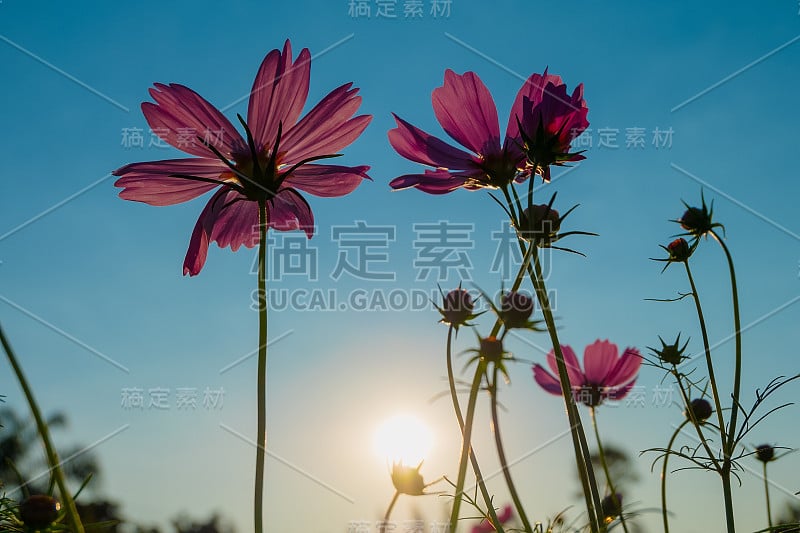 花园中的宇宙花(Cosmos Bipinnatus)