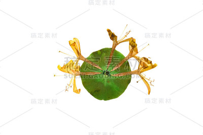 压榨和干燥的花忍冬(忍冬)。