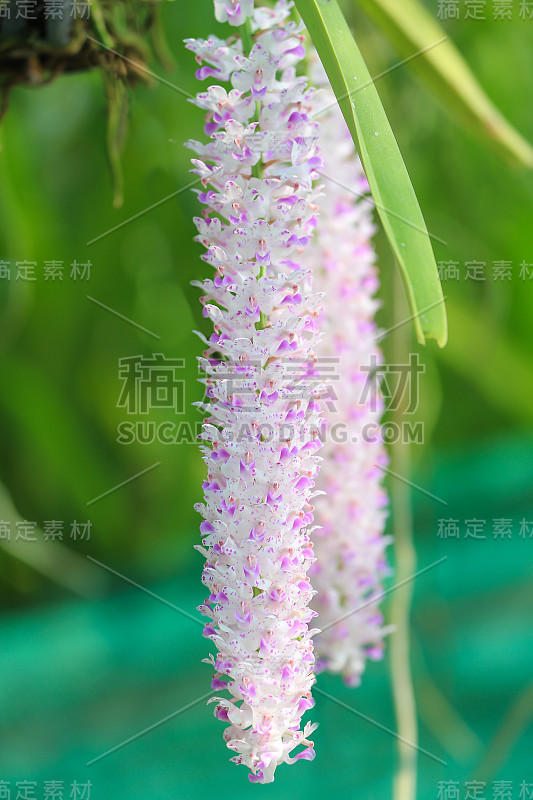 兰花花和植物特写