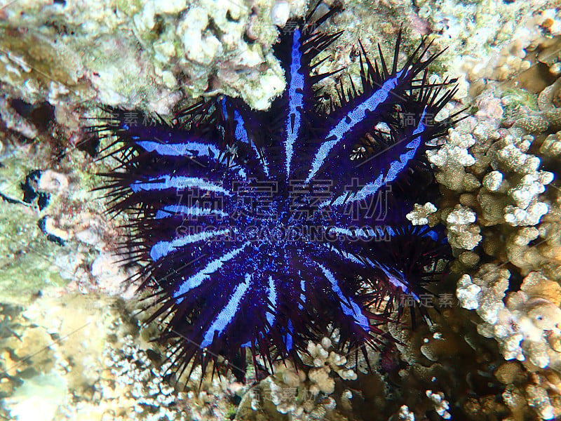 海中有棘冠海星与珊瑚，水下景观有海洋生物