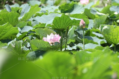 横滨市产经花园的荷花