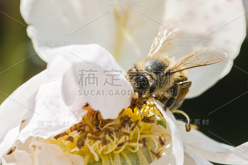 白色玫瑰花与蜜蜂的特写