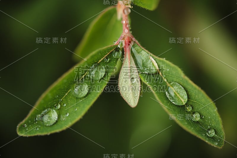 雨滴落在树叶上。花园。