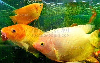 美丽的金鱼在水族馆里游泳