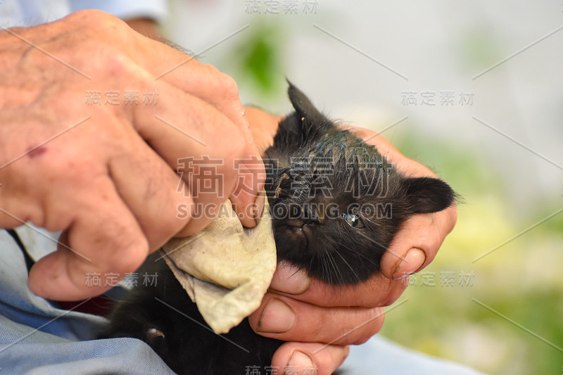 老人用手清洁生病的小猫眼睛