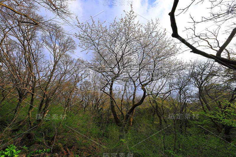 樱桃，樱桃，樱桃，本土的，