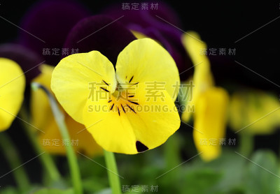 三色堇花的特写