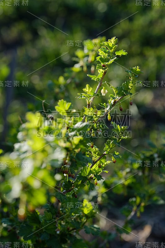 春天的醋栗灌木与年轻的浆果和新鲜的绿叶在阳光和模糊的背景/垂直框架