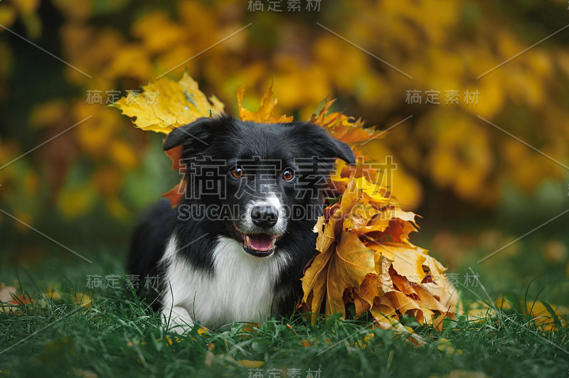 快乐的小狗边境牧羊犬