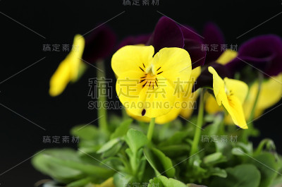 三色堇花的特写