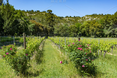 生产玫瑰，红和白葡萄酒在Alpilles，普罗旺斯，法国南部，葡萄园在初夏
