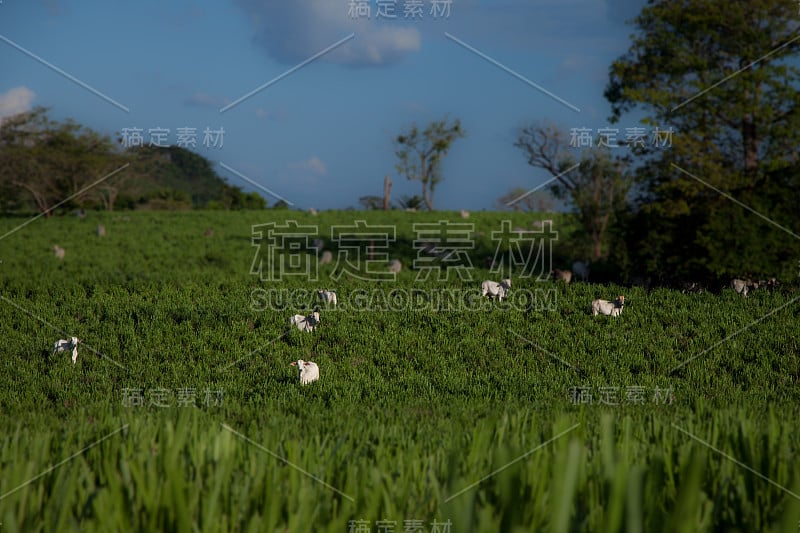 亚马逊地区的牲畜是森林砍伐的最大载体之一。