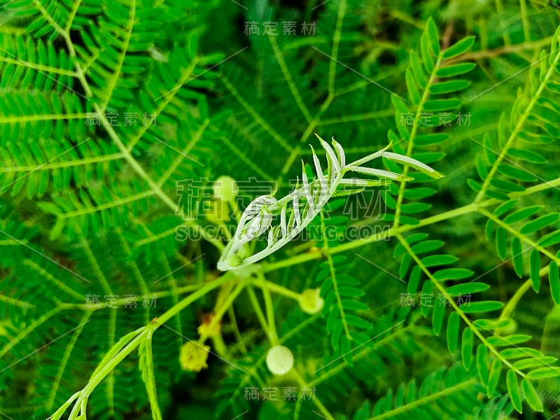 罗望子树的绿叶和花朵