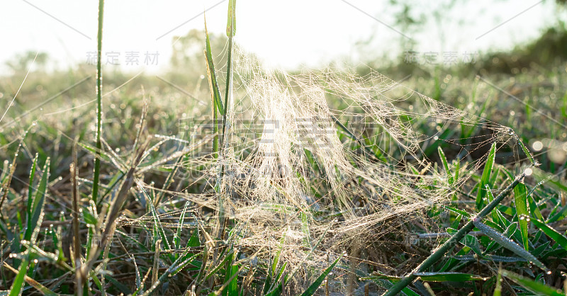 自然背景