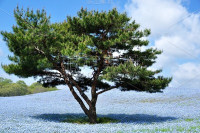 凤仙花，著名的春花