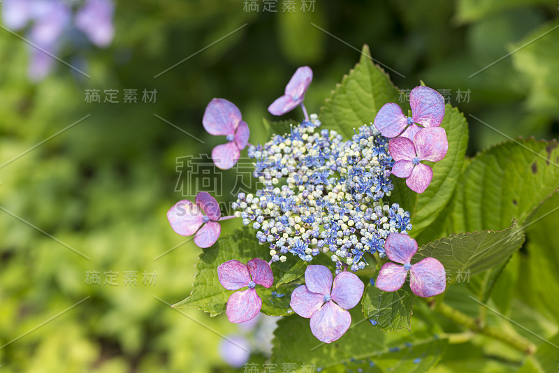 绣球花(绣球)