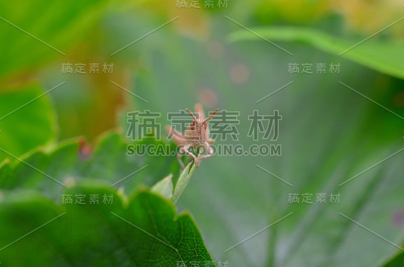 一个蚱蜢坐在植物上的特写