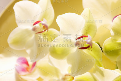 兰花