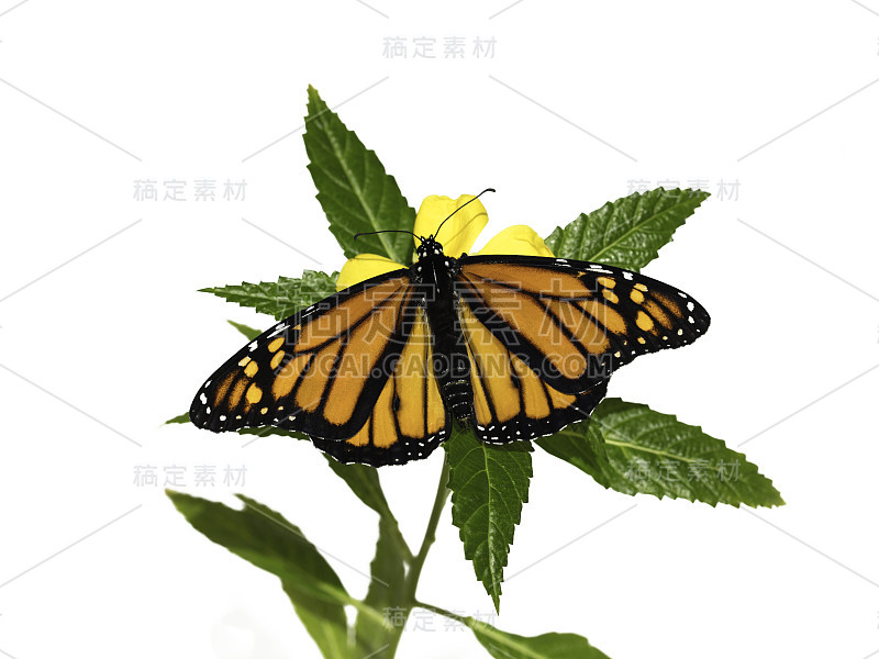 帝王蝶，Danaus plexippus，在黄色的花和绿色的叶子