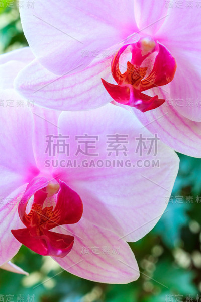 兰花帕莱诺普西斯