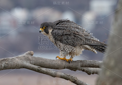 游隼