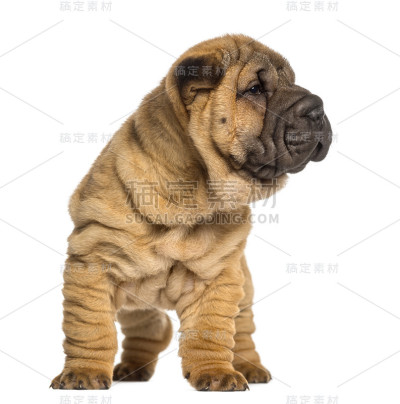 沙皮犬，2个月大，站立，孤立在白色