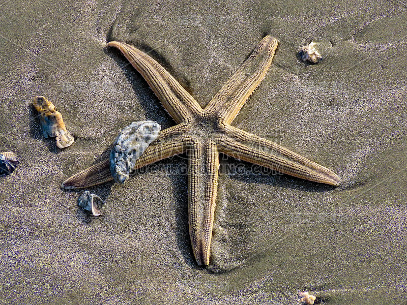 沙上有牡蛎壳的海星