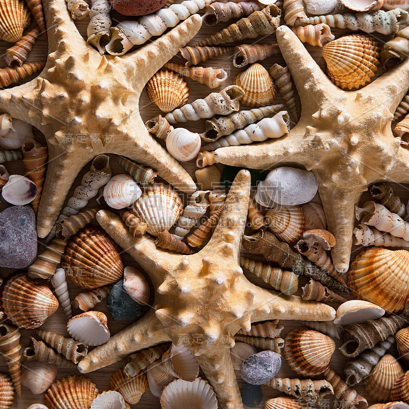 Background of sea shells and starfish