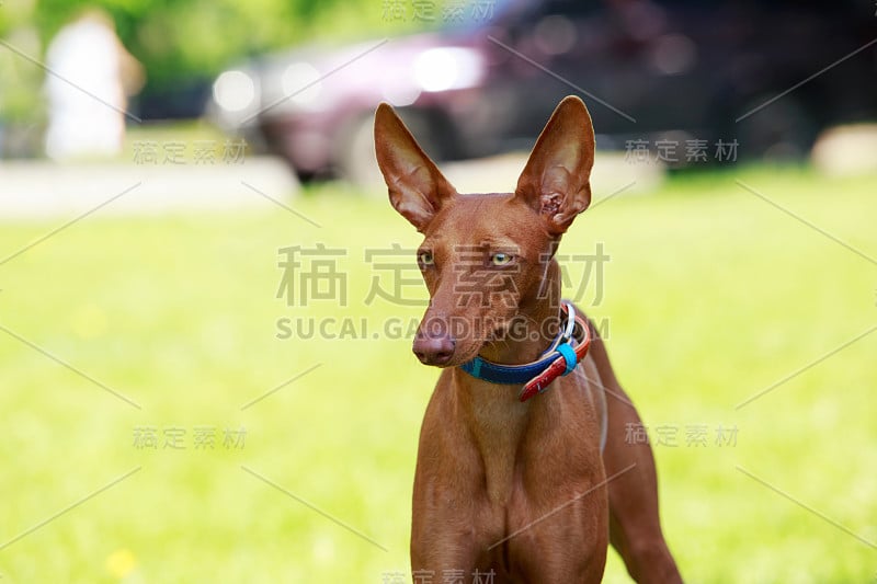 法老王猎犬的