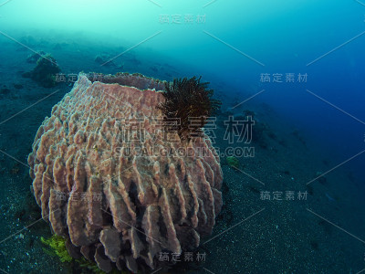 珊瑚礁