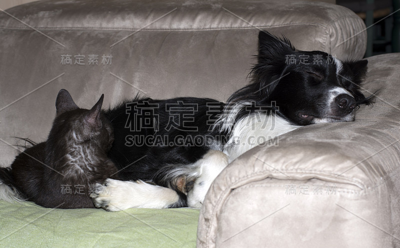 一只边境牧羊犬小狗抱着一只猫睡觉