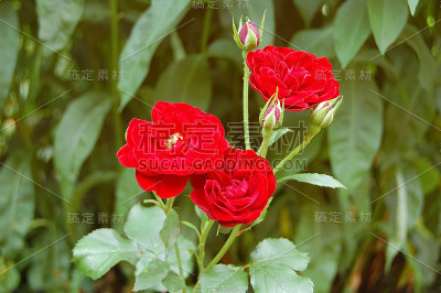 美丽的玫瑰花