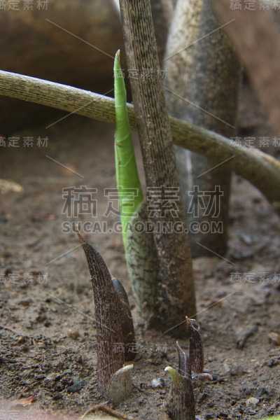 瓦盆里又长出了新叶。