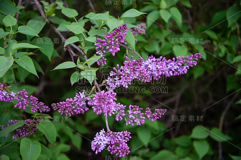 丁香开花枝头，选择性集中