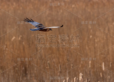 沼泽猎兔犬