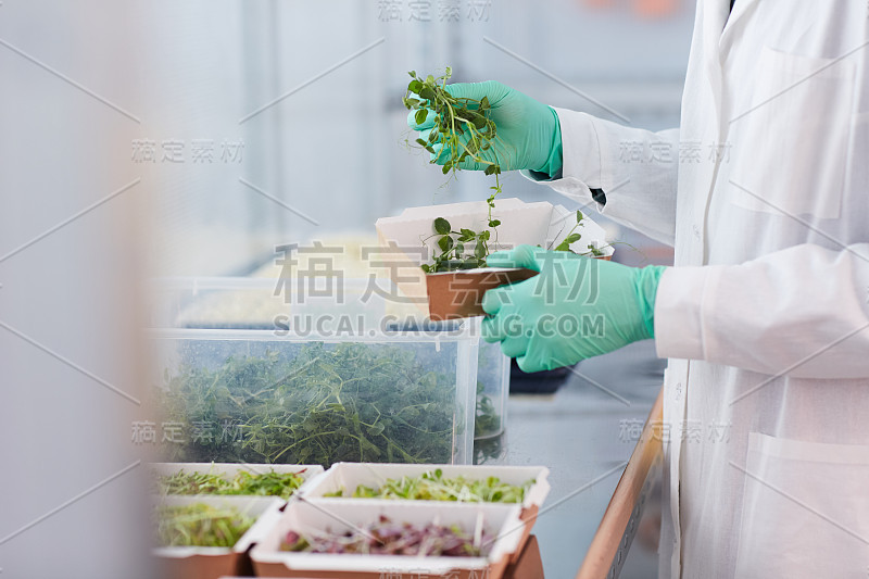 实验室里的植物芽