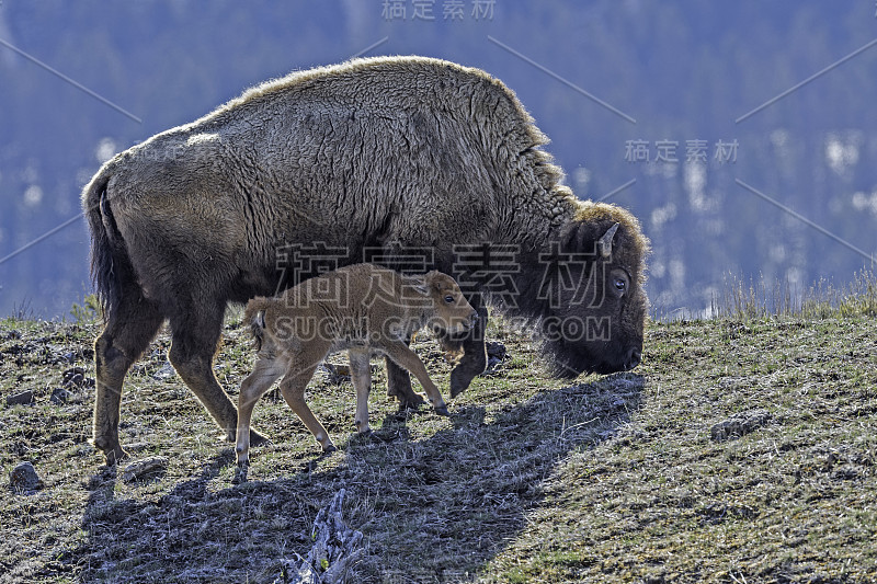 黄石国家公园的美洲野牛或简称野牛(bison bison)，也常被称为美洲水牛或简称野牛