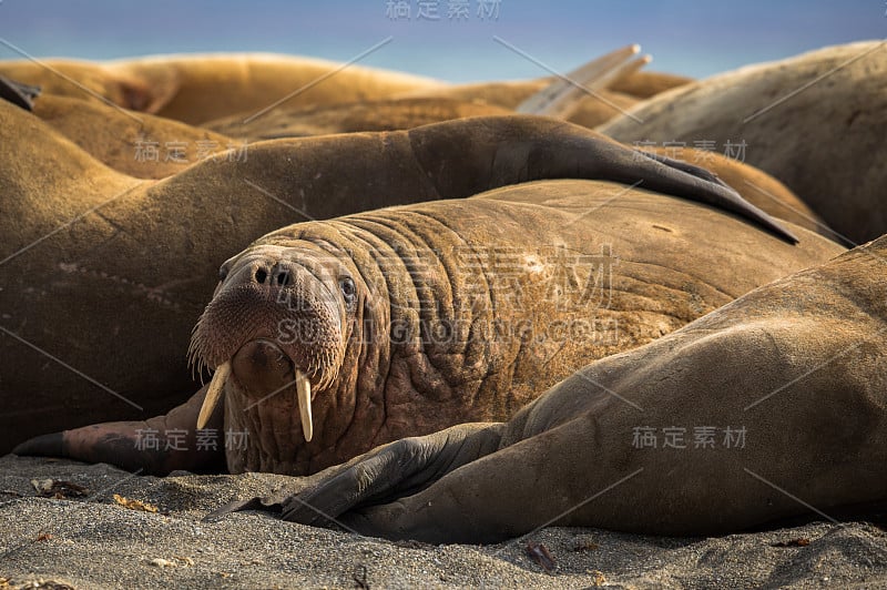 Walrus in a group of walruses on Prins Karls Forla