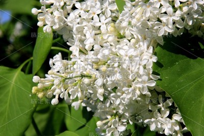 树上盛开的白色丁香花(紫丁香)