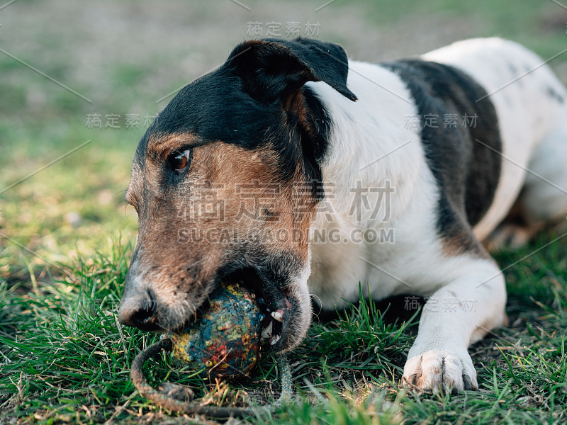 小猎犬在玩球