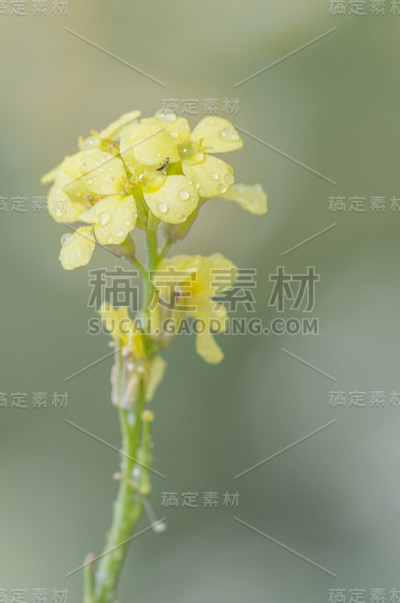 黄花系列02