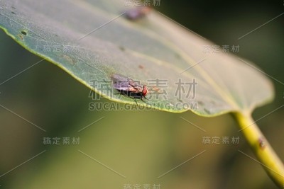 家蝇落在草甸词汇叶上